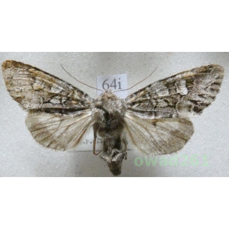 Papestra biren (Goeze, 1781) Czech64i